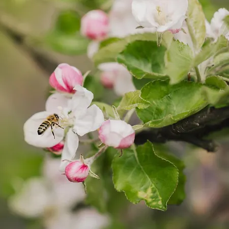 Apartment Gartenapart *