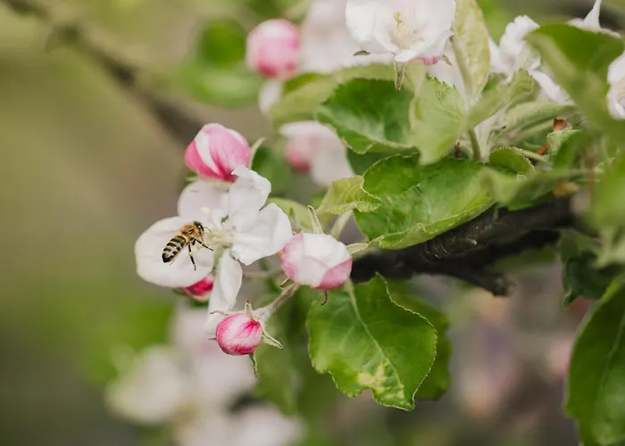 דירה Gartenapart *